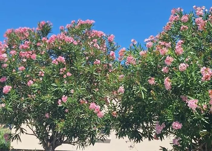Duplex Piscine Calme *